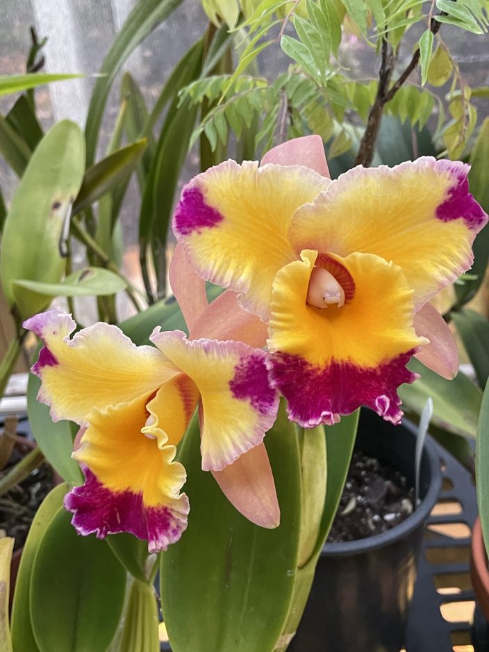 Orchids are for everyone' - Observer-Reporter